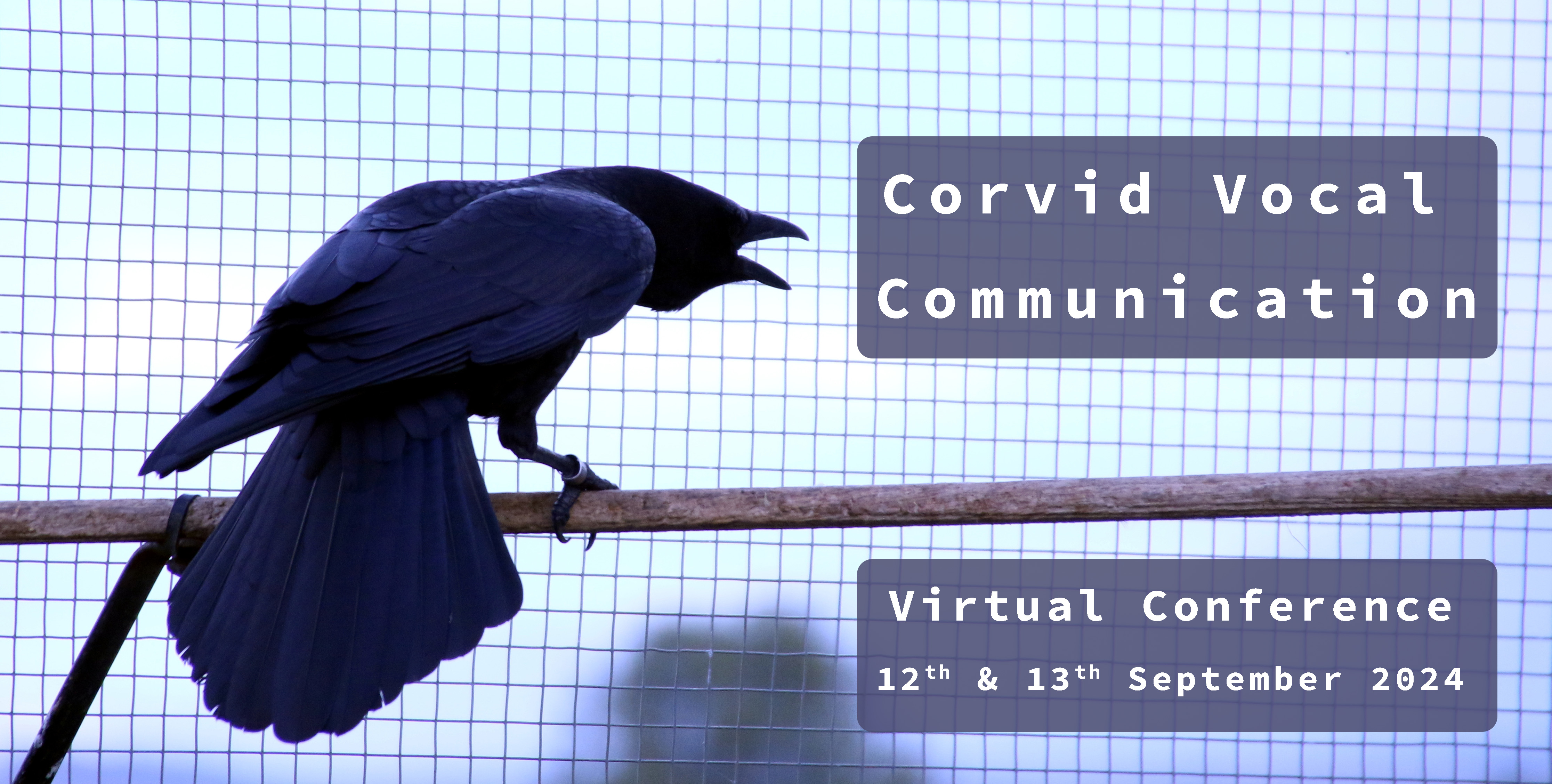 picture of carrion crow calling: Corvid Vocal Communication Virtual Conference